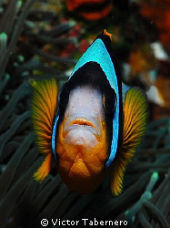 A small warrior, very agressive defending its home!! by Victor Tabernero 